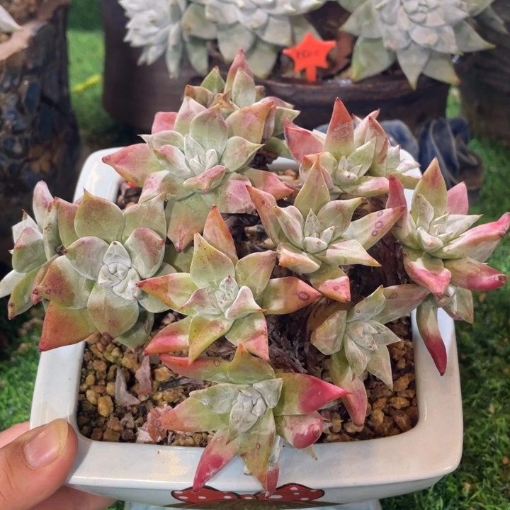 野生花朵苹果叶群生