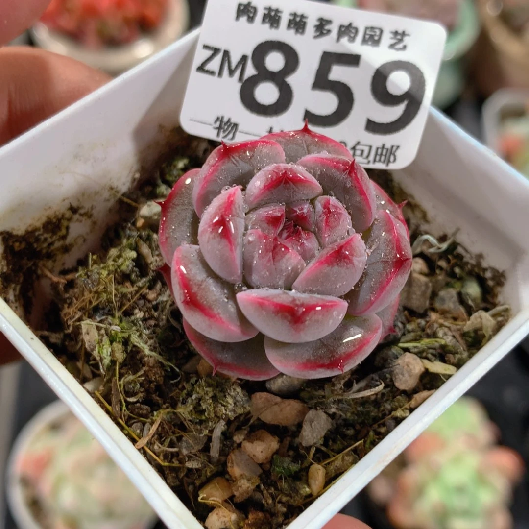 5CM拇指盆精控多肉ZM859