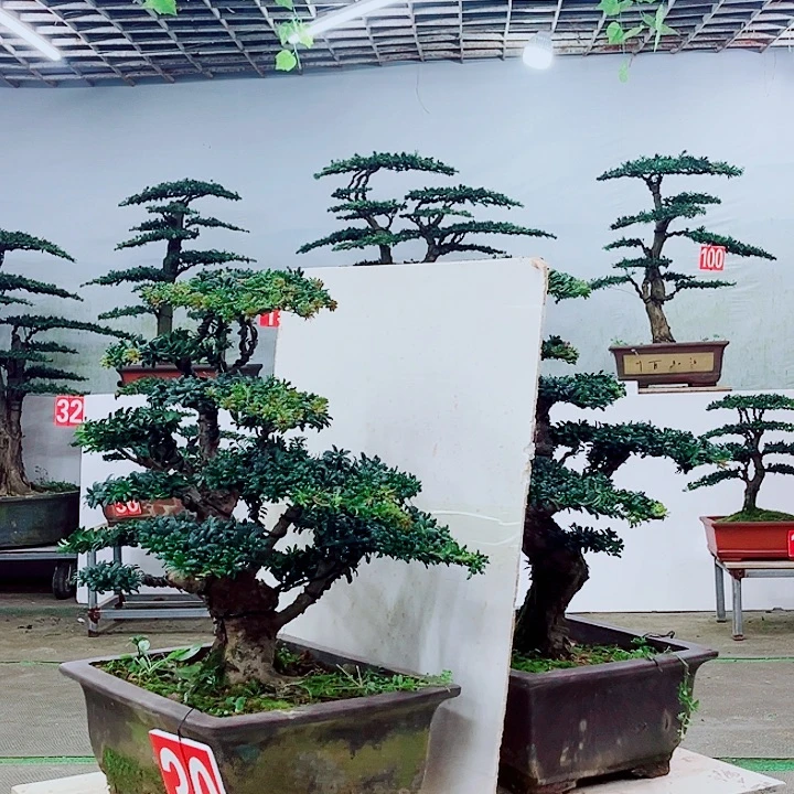 完全开放30号罗汉松