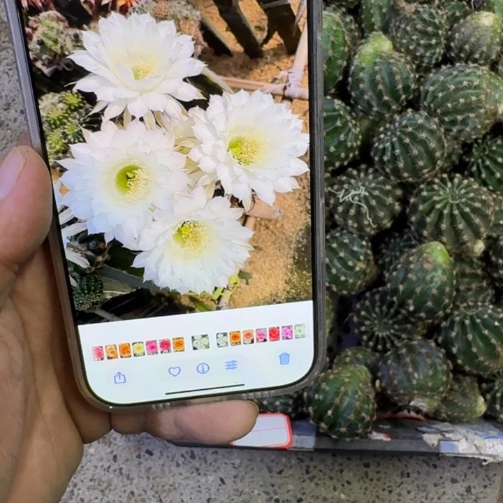 368彩草白雪歪无根侧牙3到4公分左右，20包邮斑