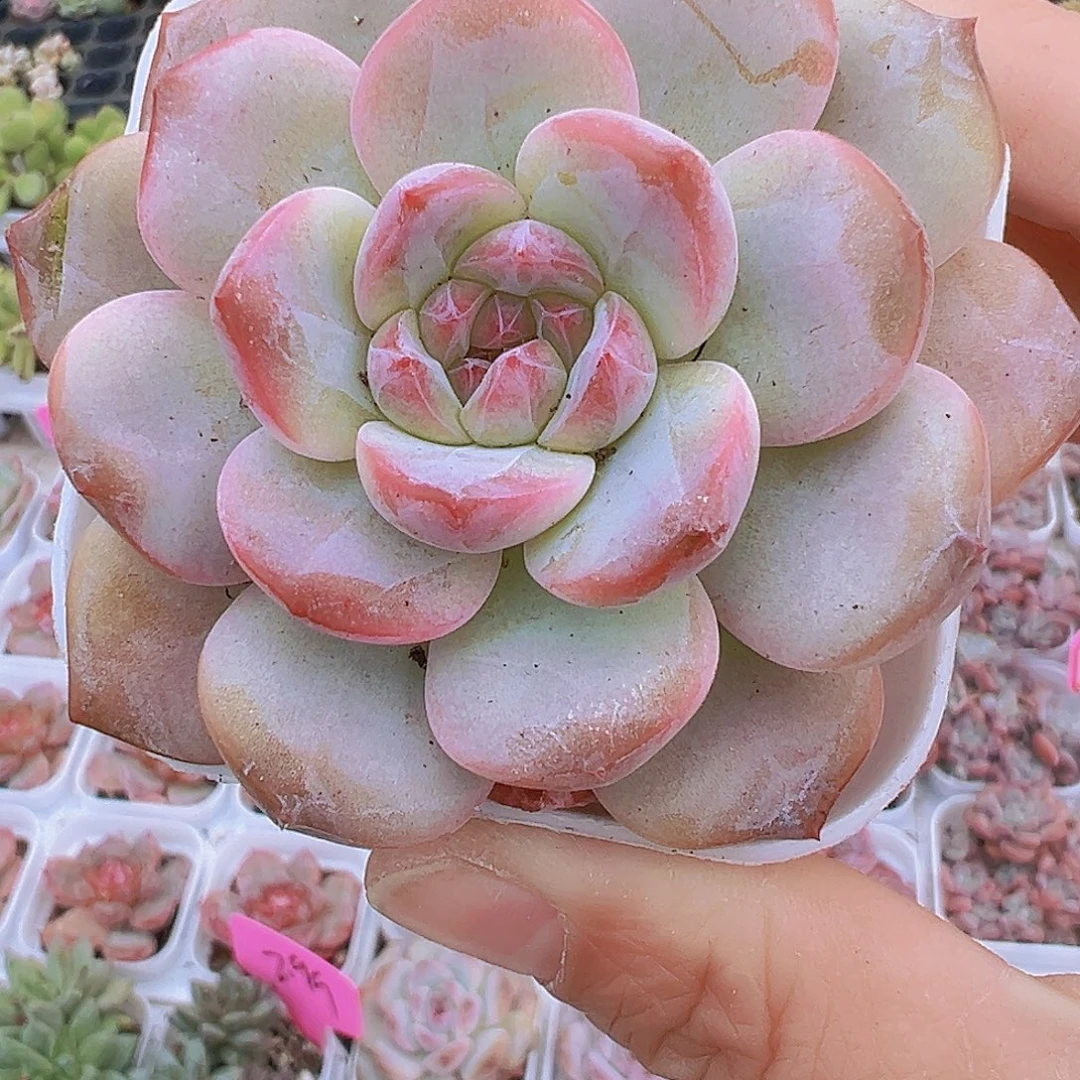 冰糖19包邮多肉植物