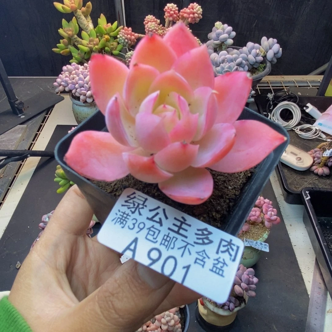 901丝绸面纱多肉5c m