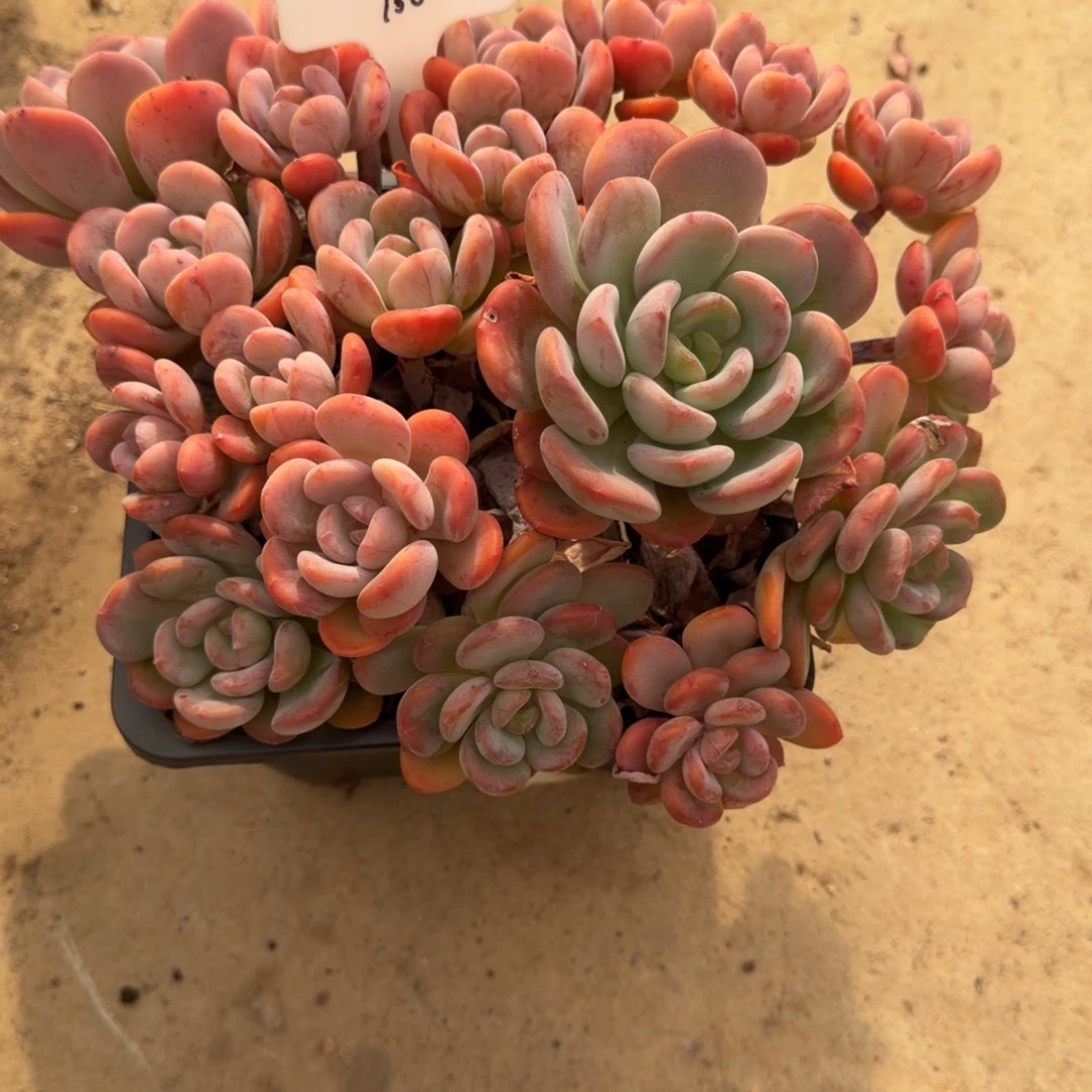 一物一拍香橙大群108