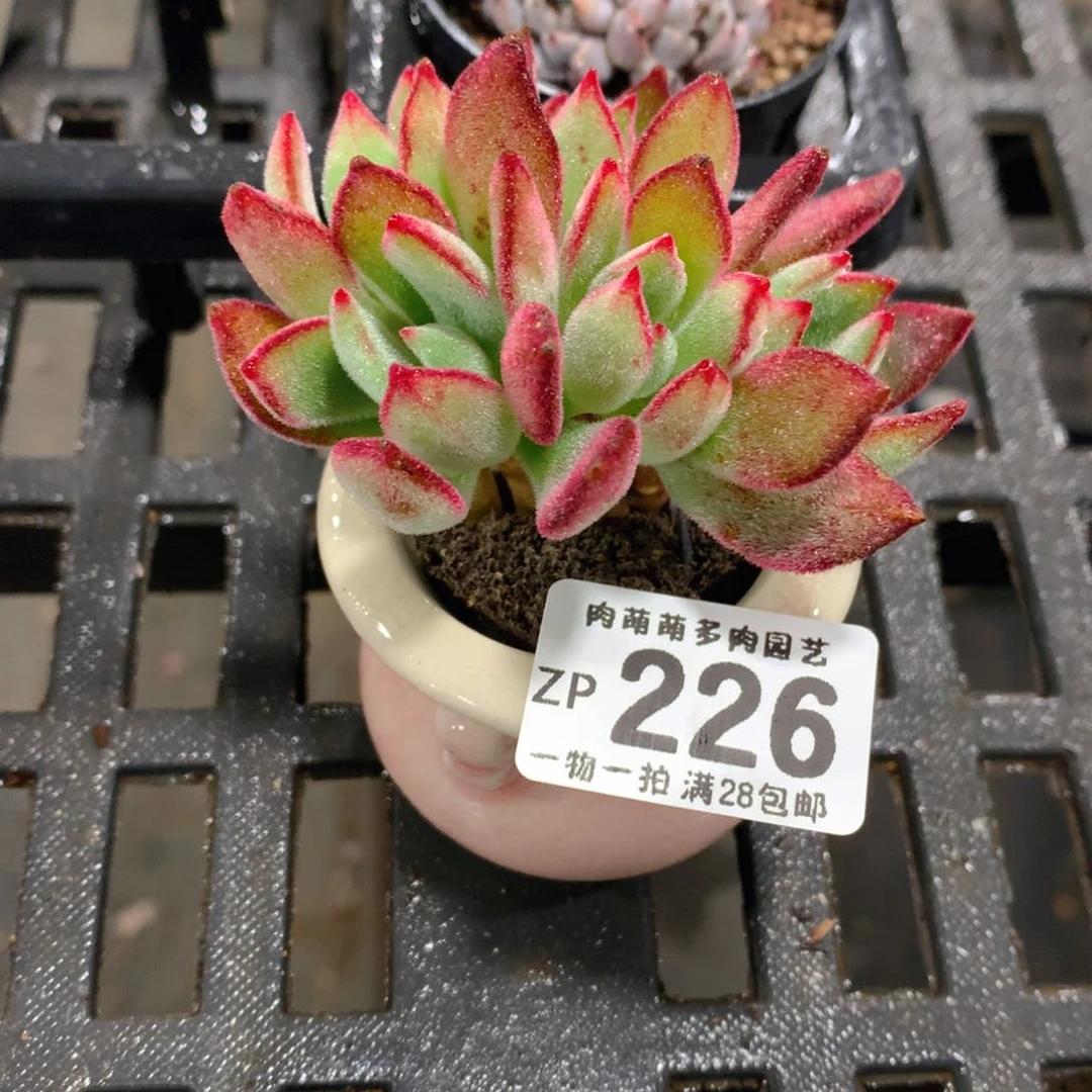 肉萌萌拇指盆精控多肉ZP226