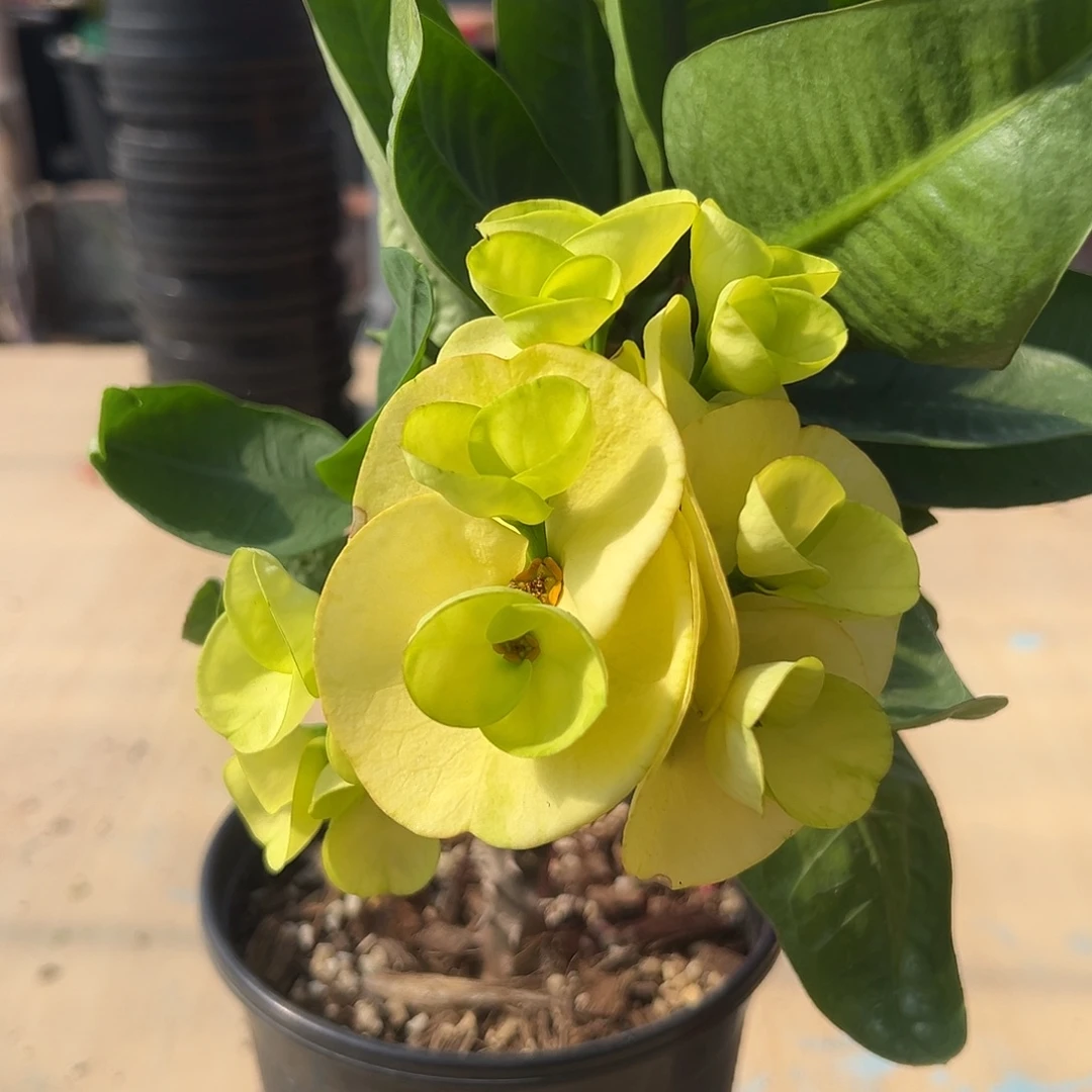 金玉良缘泰国大花虎刺梅