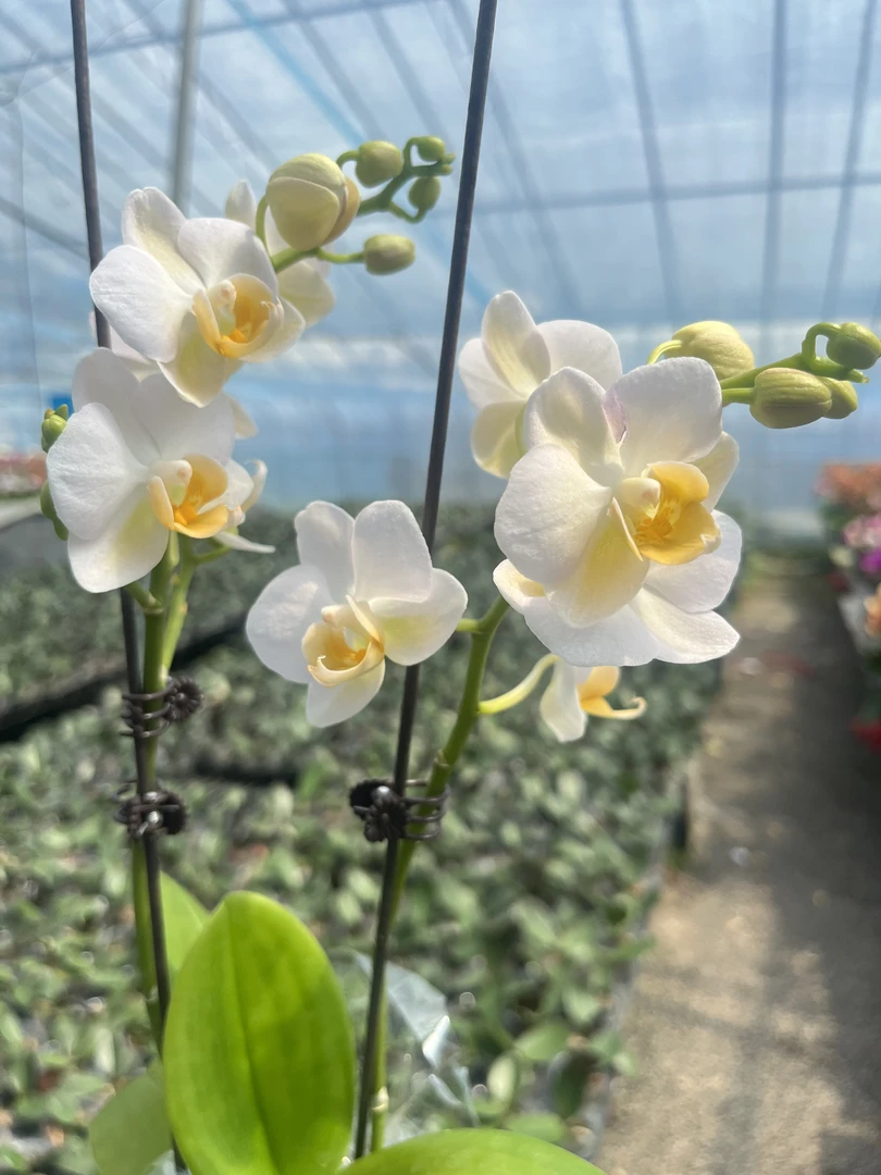 【勃艮第】花不晚 精品蝴蝶兰  室内花  家用观赏美观花期长