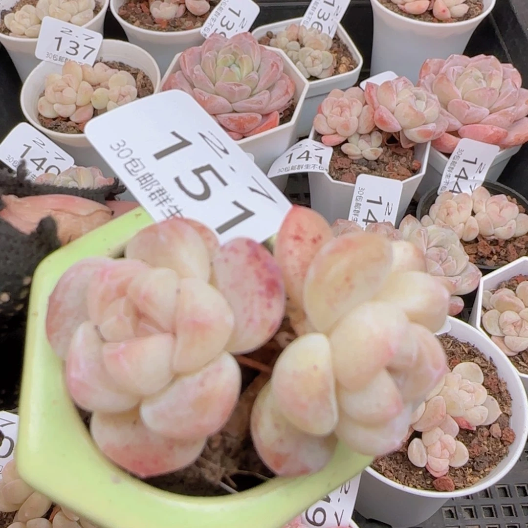 双头冰玉一颗脱土发货