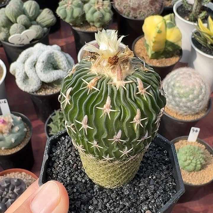 太刀岚仙人球1234