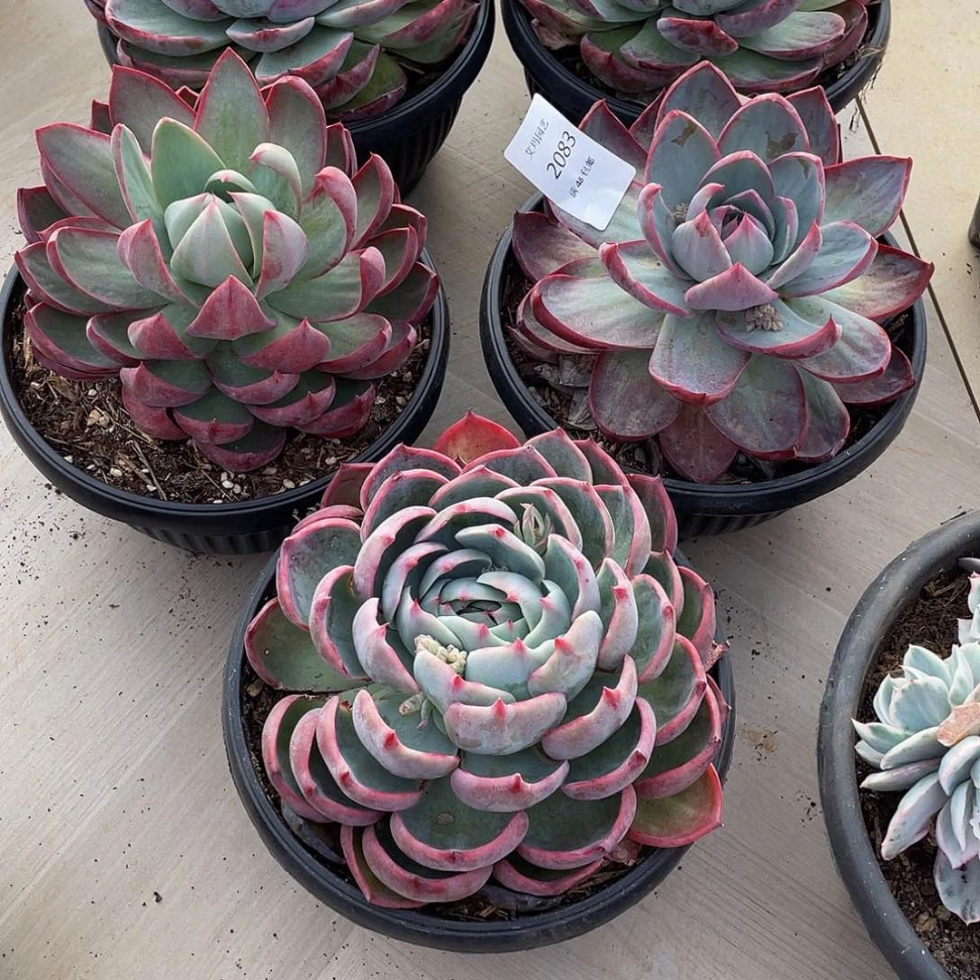 ~**～惊鸿5颗083 多肉多肉多肉