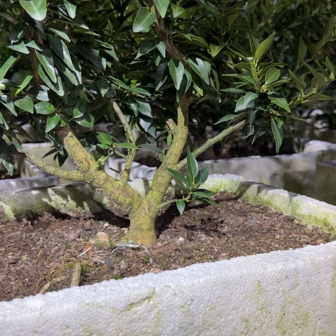 当前无花朵，栽培后可花朵只****哥