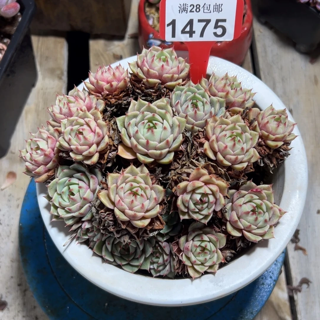 1475苯巴蒂斯，冠服18