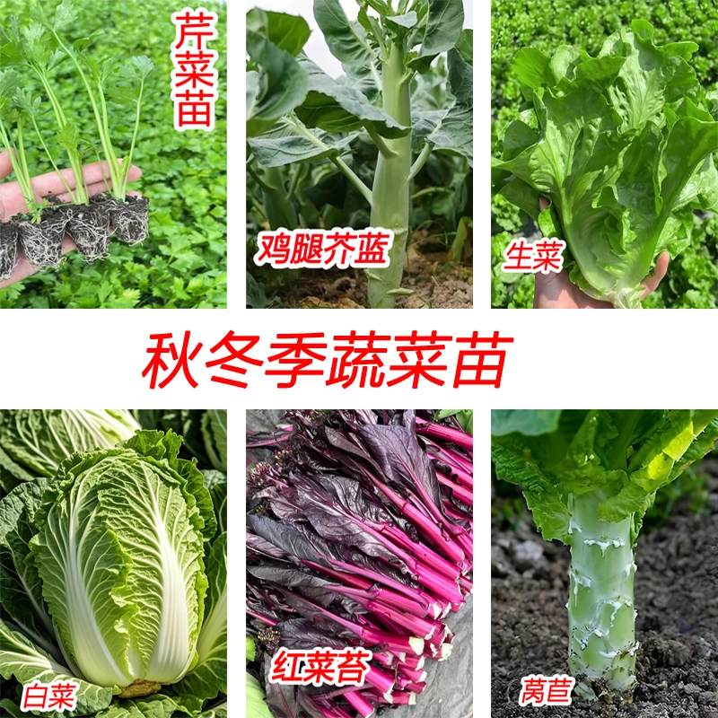 秋冬季芹菜苗生菜大白菜红菜苔莴苣秧苗鸡腿芥蓝苗原土发货蔬菜苗