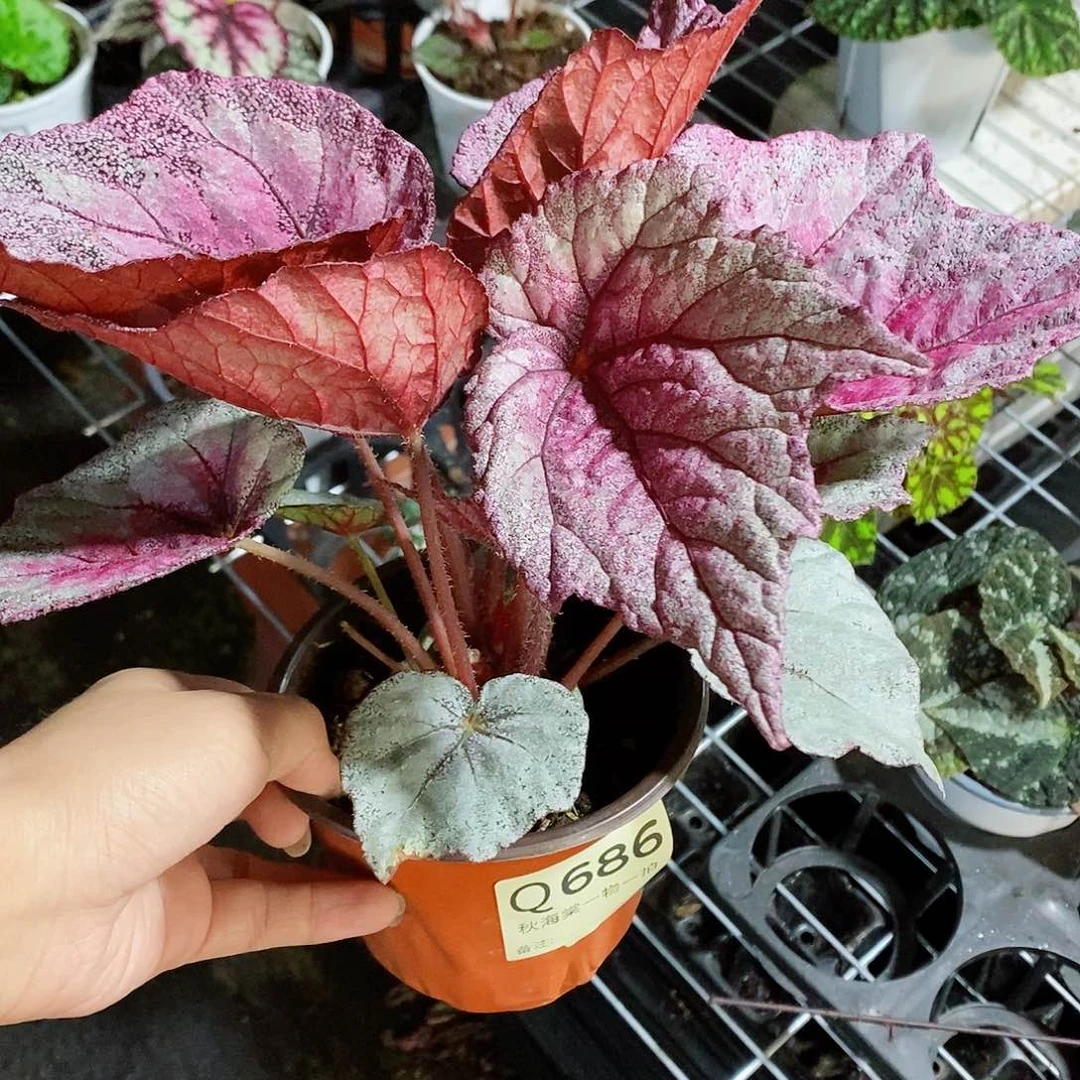 不开花植物相**沫秋海棠686