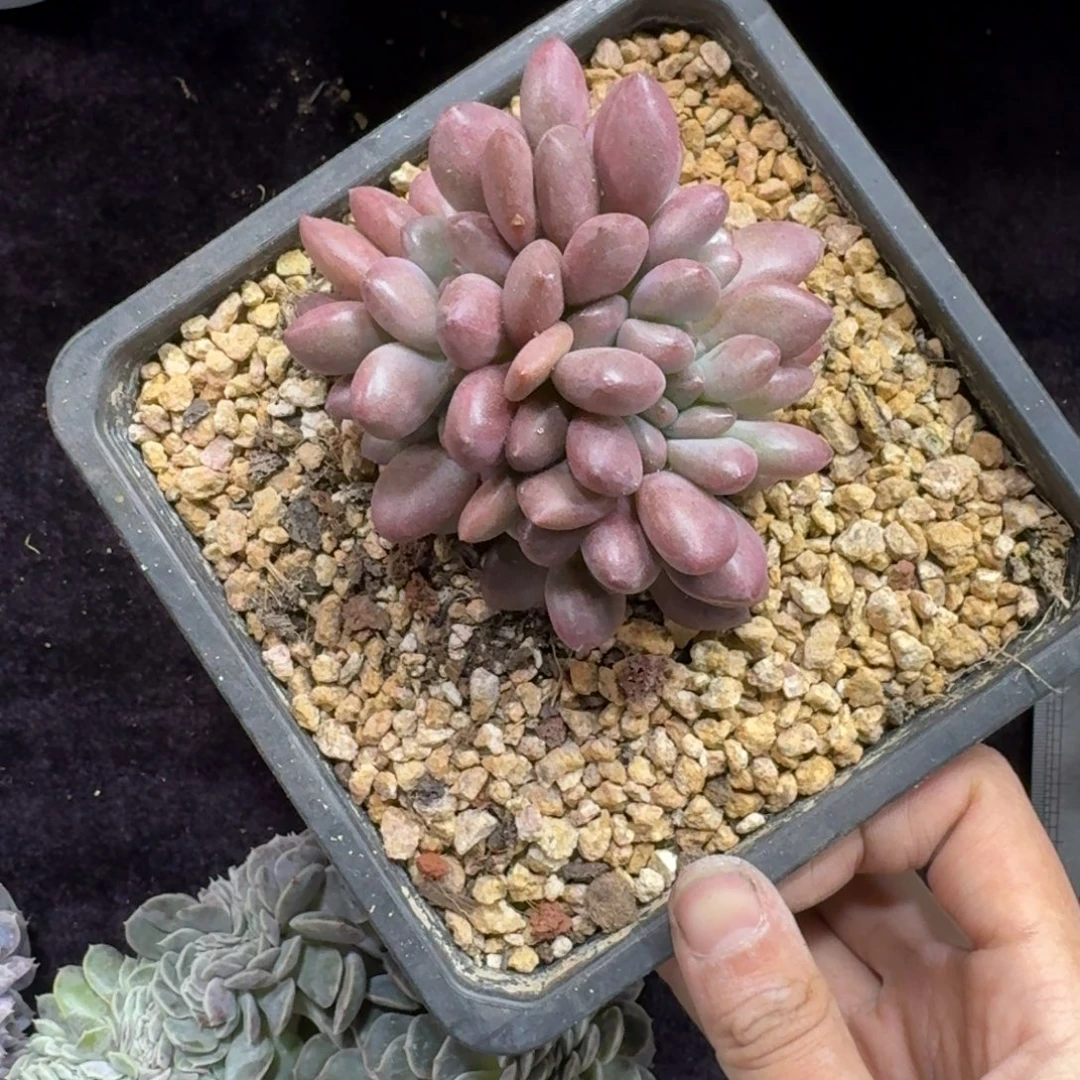 C***s桃花源缀化一物一拍