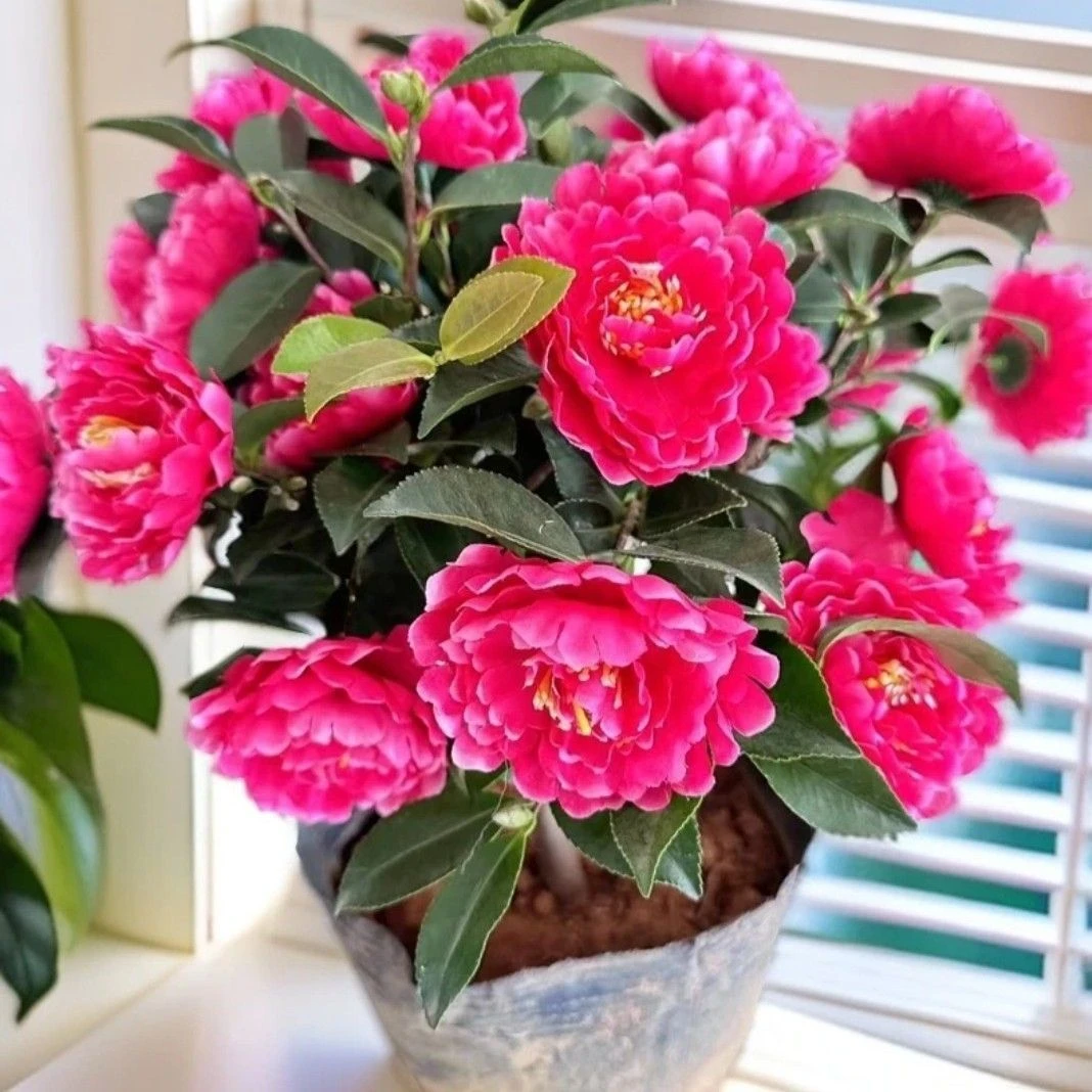 【精品带花苞茶梅花苗】盆景茶梅球四季常青耐寒花卉易养活阳台室外