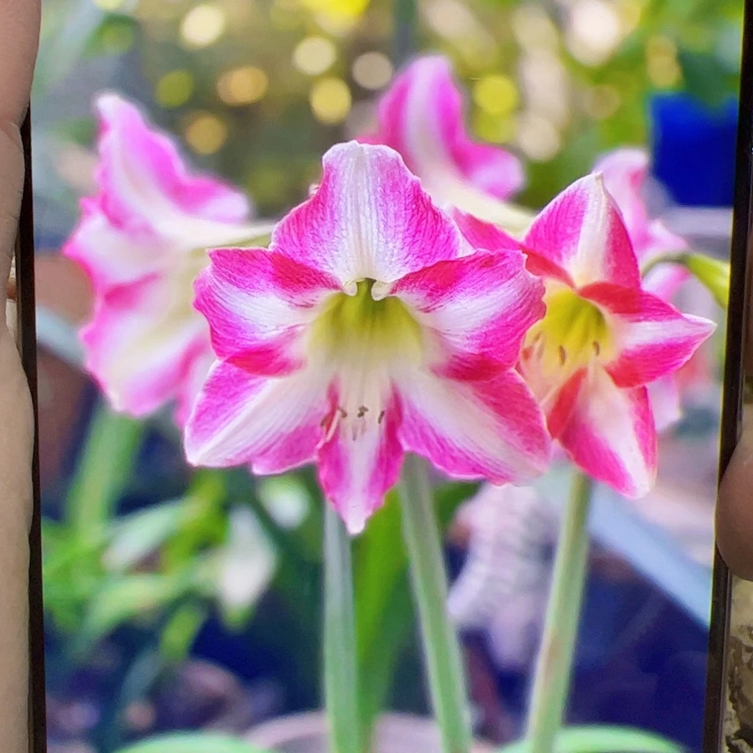 朱顶红纳尔逊5-6cm