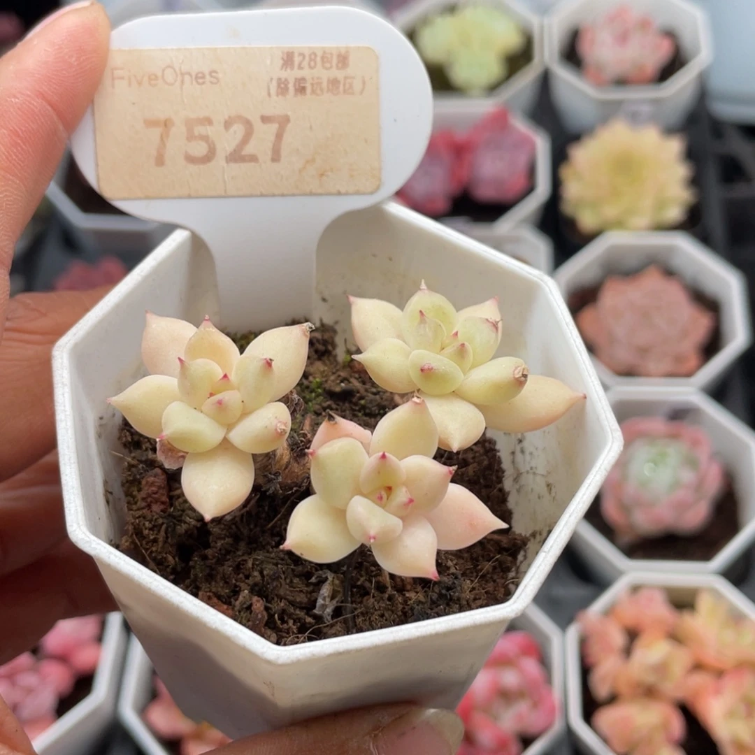 璀璨7527-5.5厘米