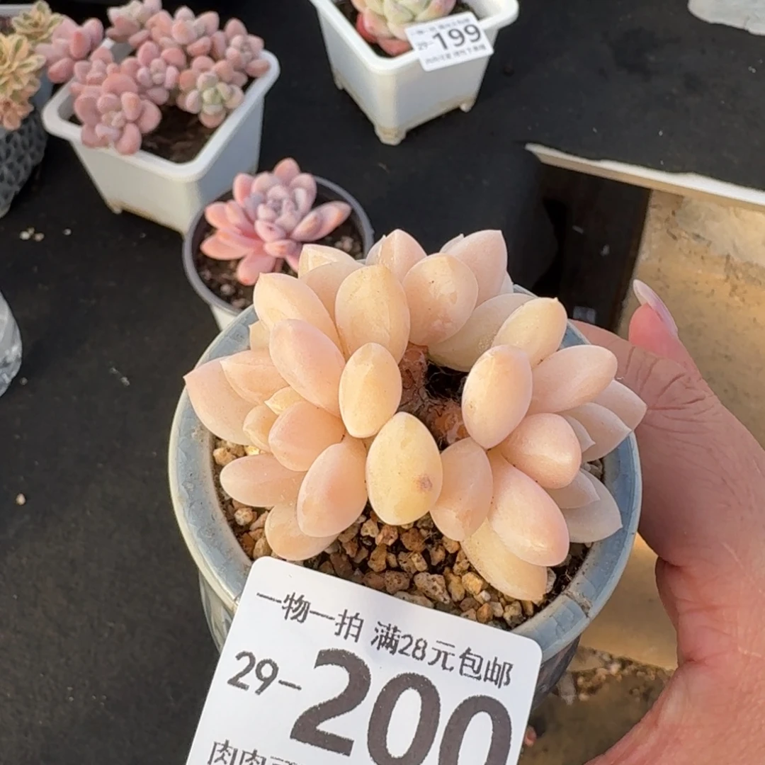 阮玲玉无盆土发货无