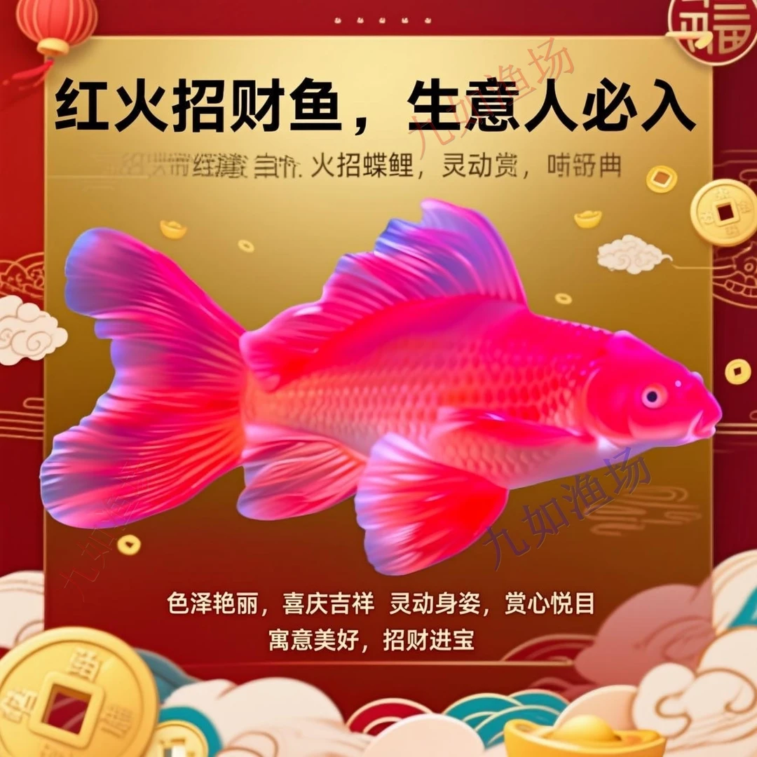 红色蝴蝶鲤普身观赏鱼冷水鱼短身贵妃大鳍大尾高背狮子头混养包活