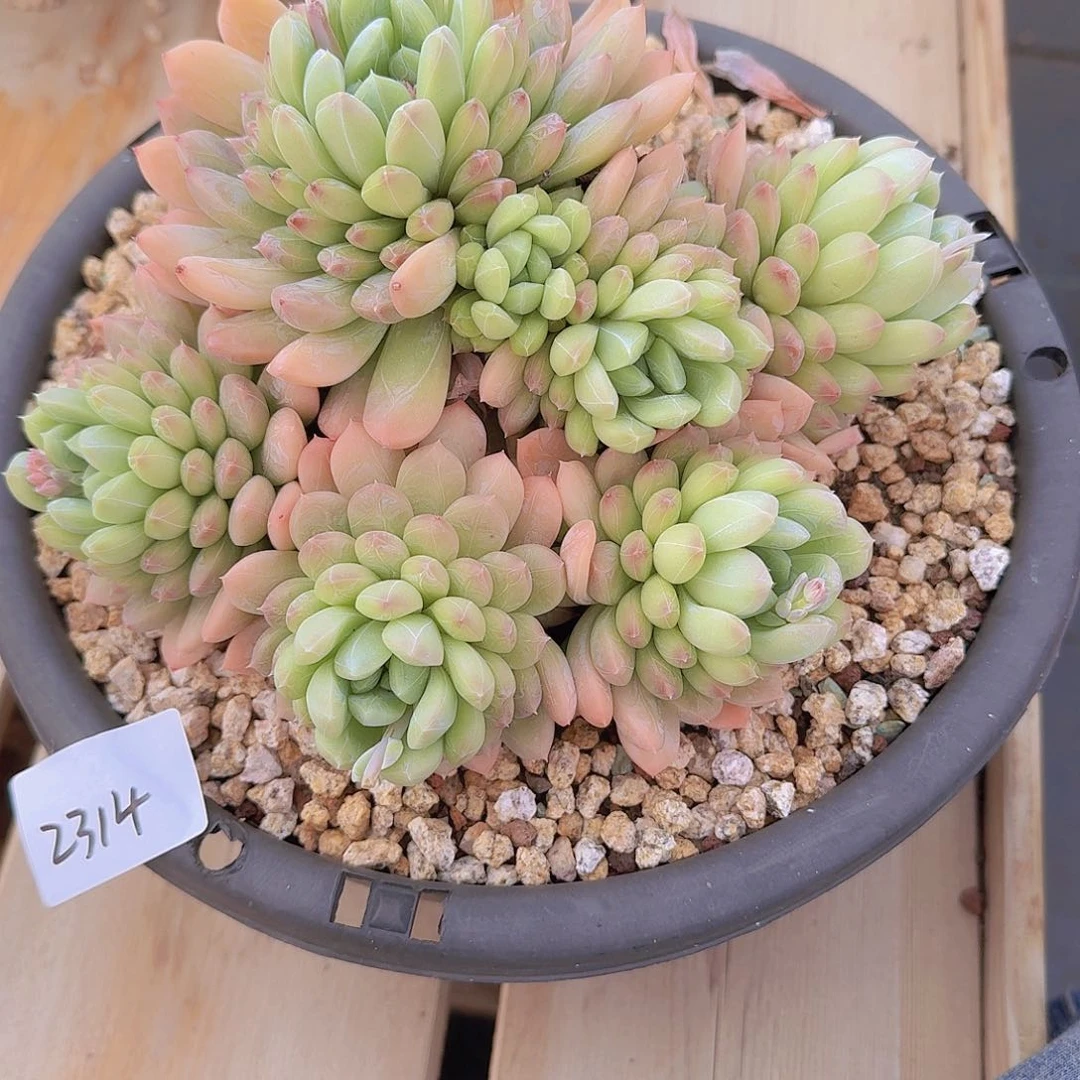 明***好2314百搭翡翠多肉