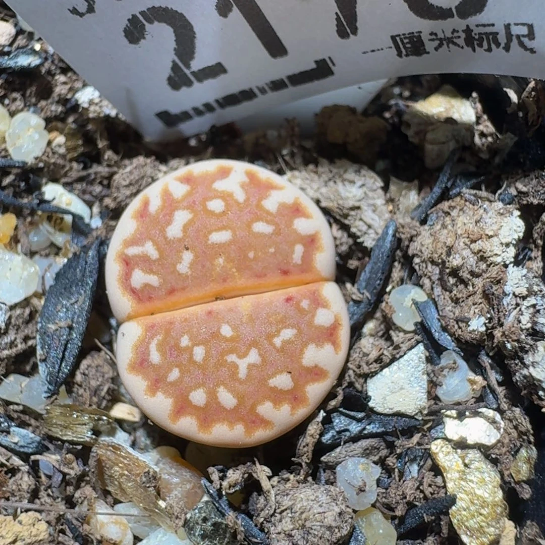 Zzzz生石花肉锥2176