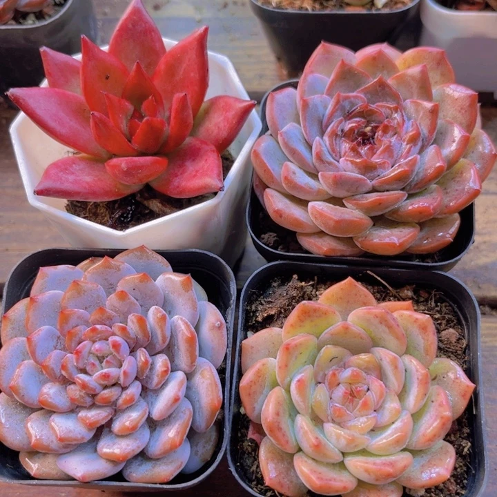 罗卡 糖心 粉恋 星星橙