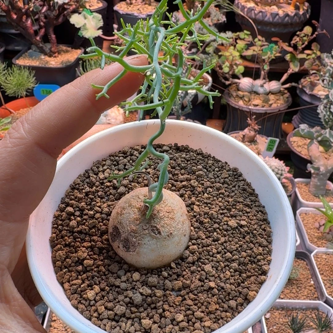 鹿角仓角殿523 仙人球