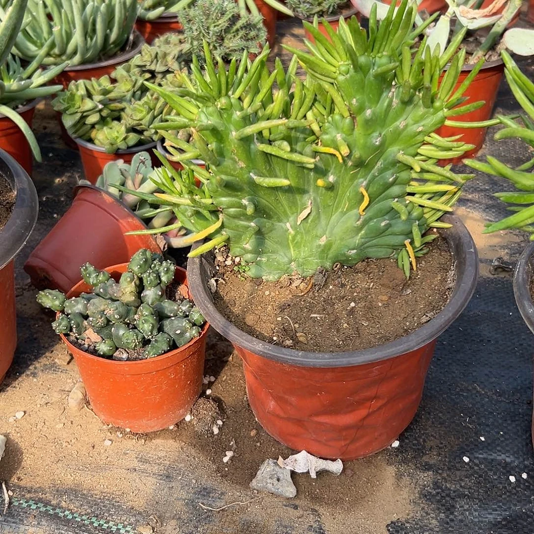 多肉植物多肉植物
