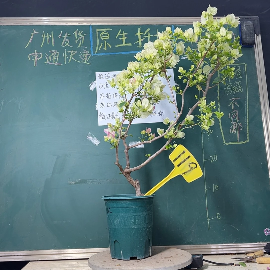 完全开放 70cm 口红 原生小树头  119