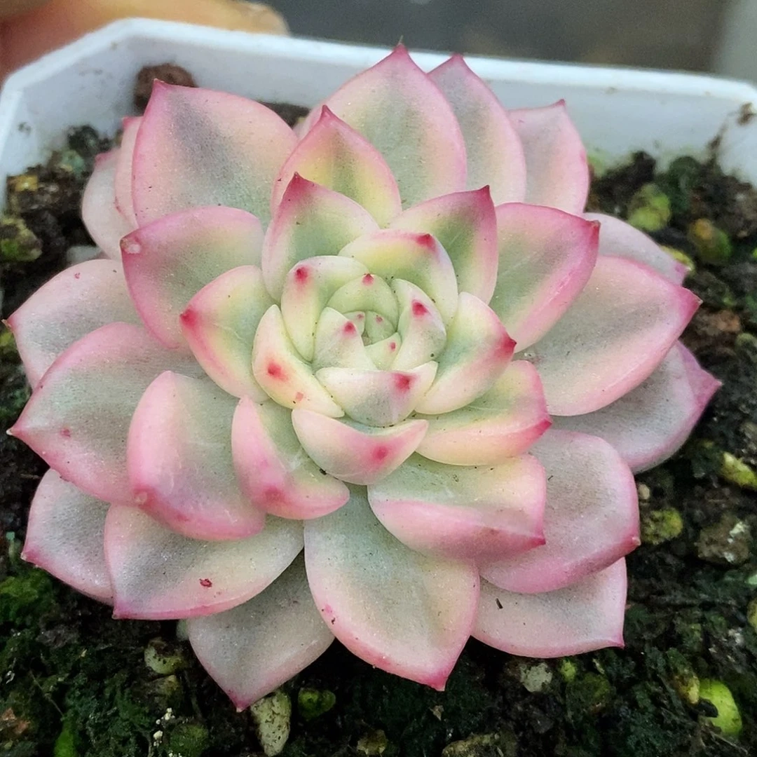 640麦秆杂带暗纹哈哈哈哈