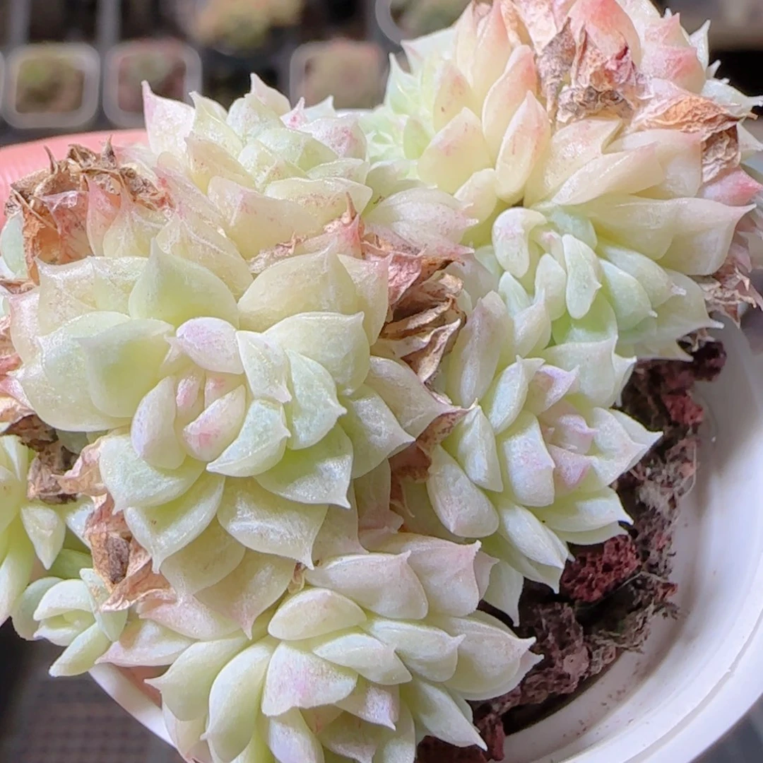花语逸镜1029-482散