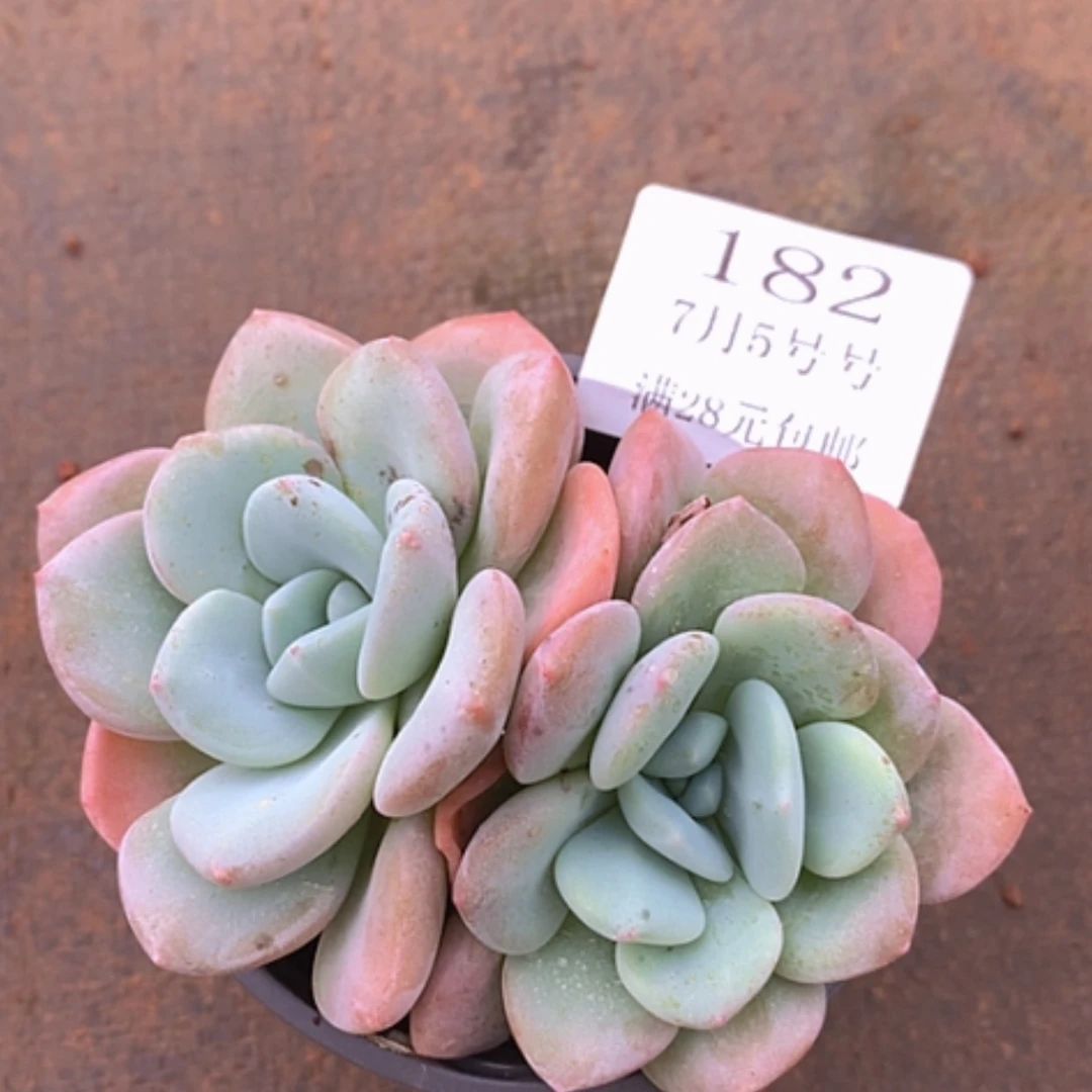 【闪购商品】云182号柚子茶9公分