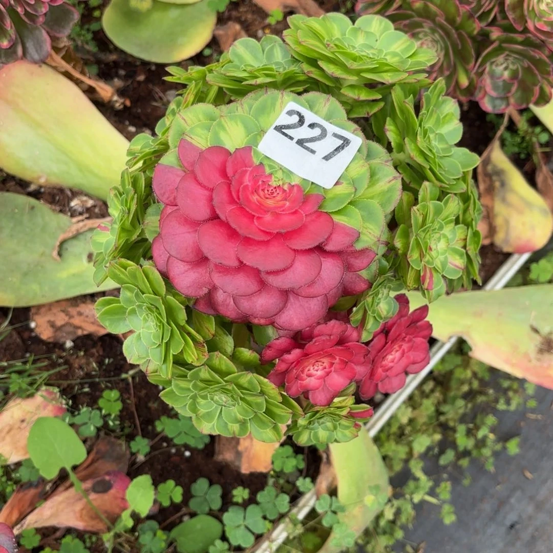 用***姐无花朵多肉法师知否227寄养