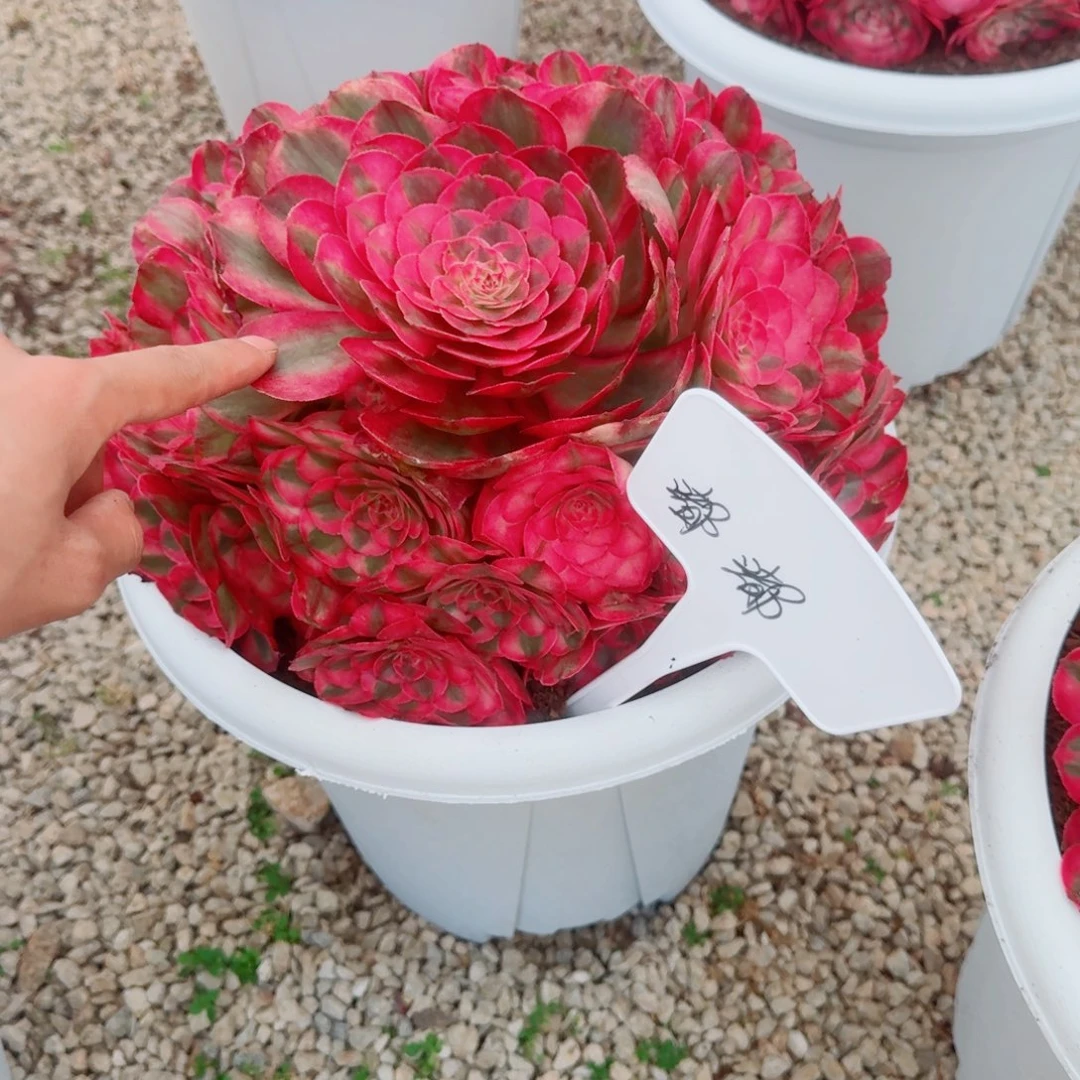 嘟*，多肉植物发货发货