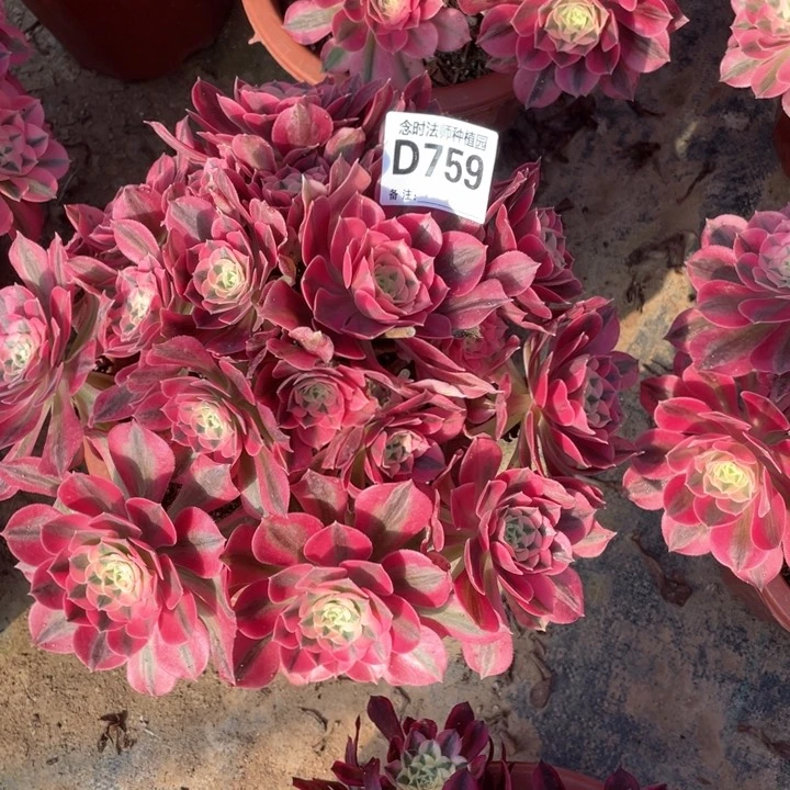 叮*粉女巫759多肉11111