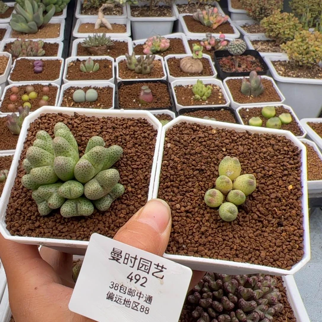 戴*呆492号2颗斑马2.11多肉