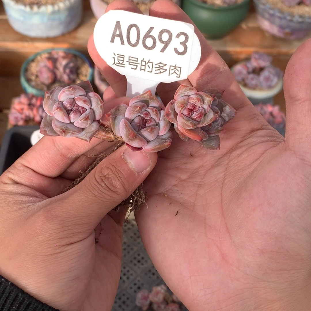 A0693 星影小脸老桩 无砍 9cm