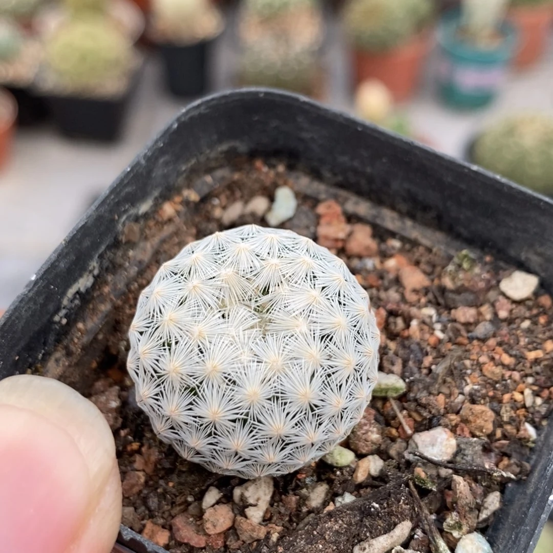 植播园艺精品白岳丸