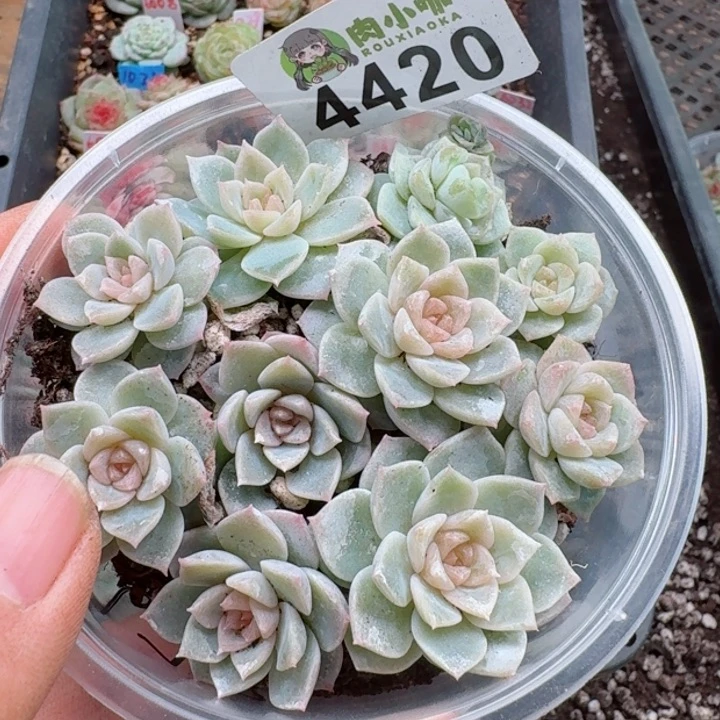 多肉植物多肉植物