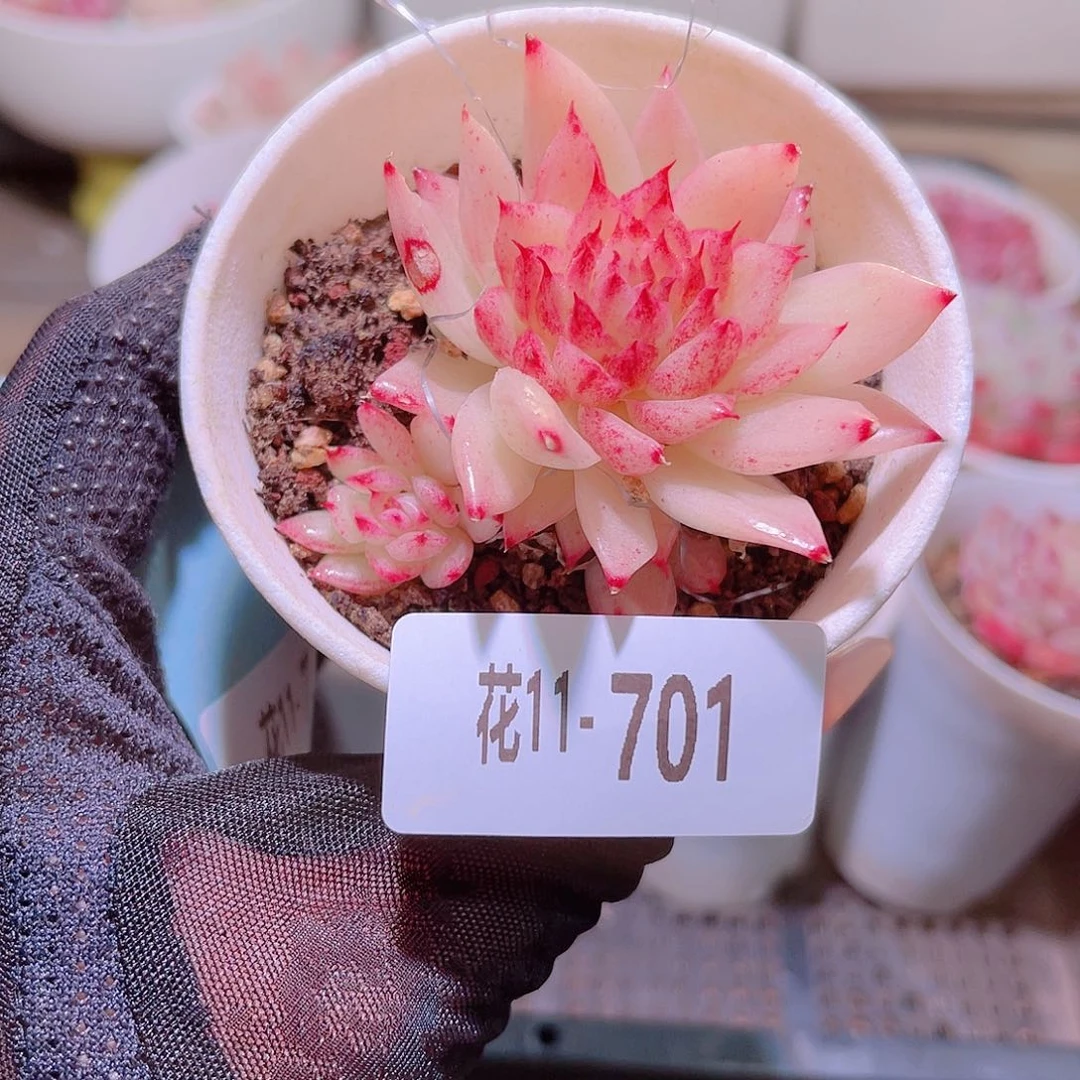 花利美11-701菊花台