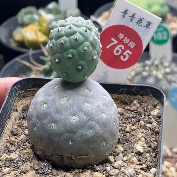 自根无刺双头习志野3.6cm