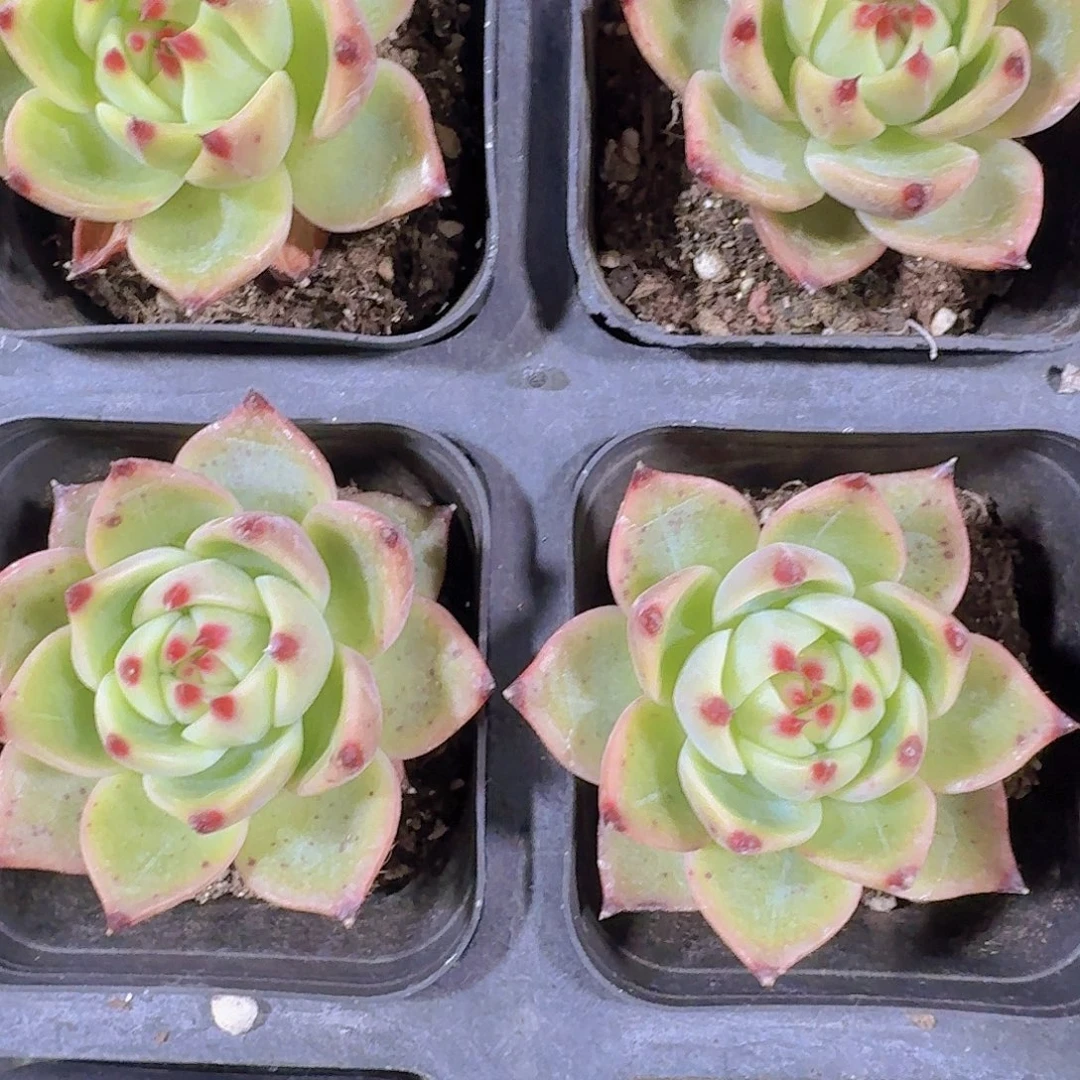 精品蓝龙多肉植物