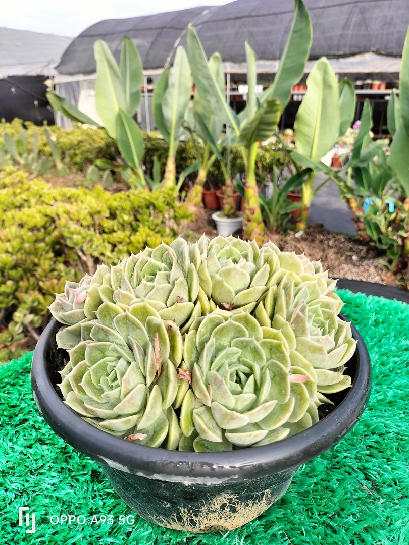 昂斯洛莲花座组合多肉可净化空气室内好养花卉绿植