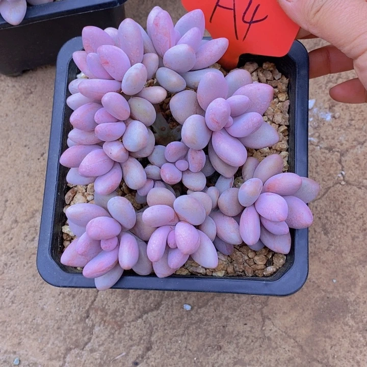 静***开这么多事不给人家办