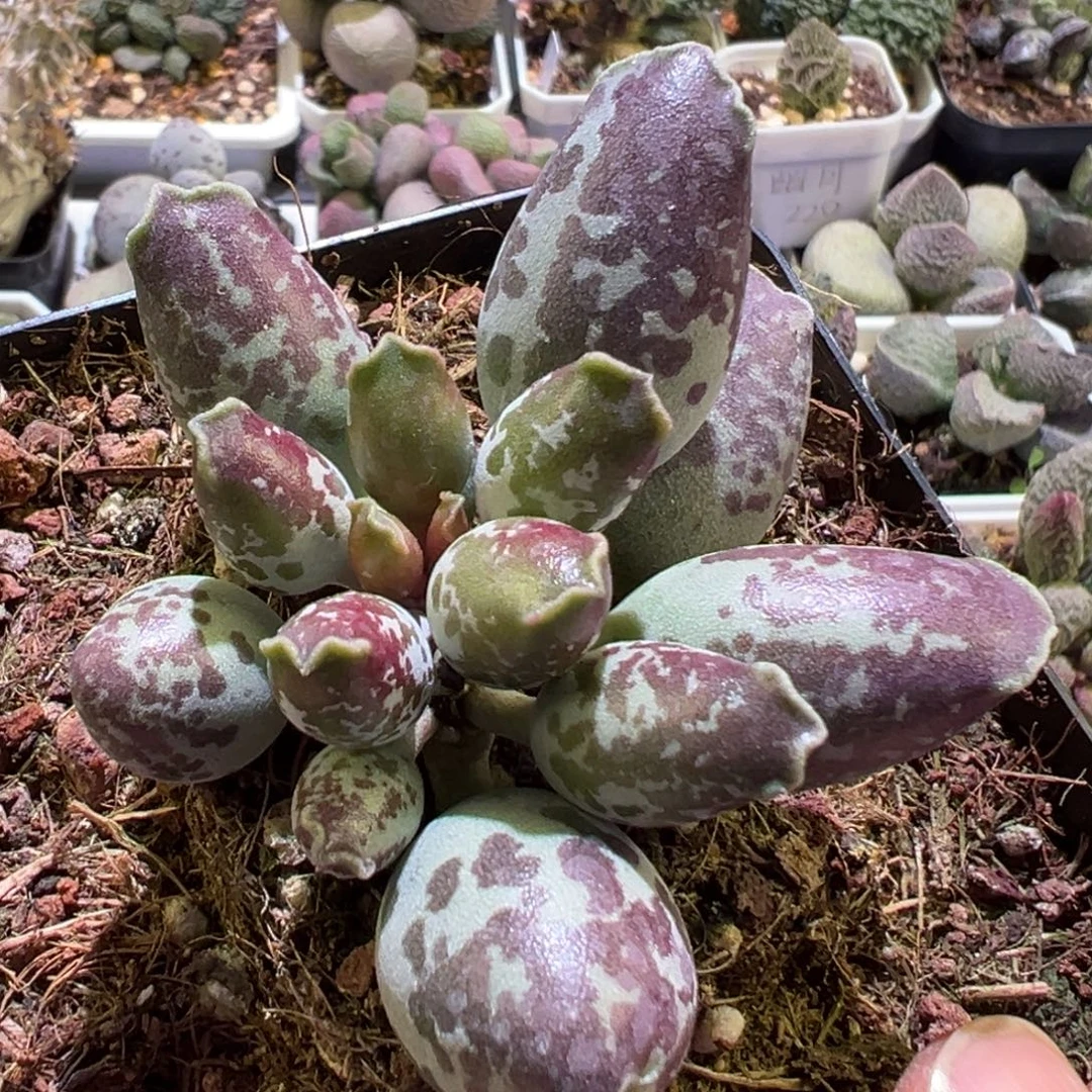 10方盆花斑紫海豹大胖子