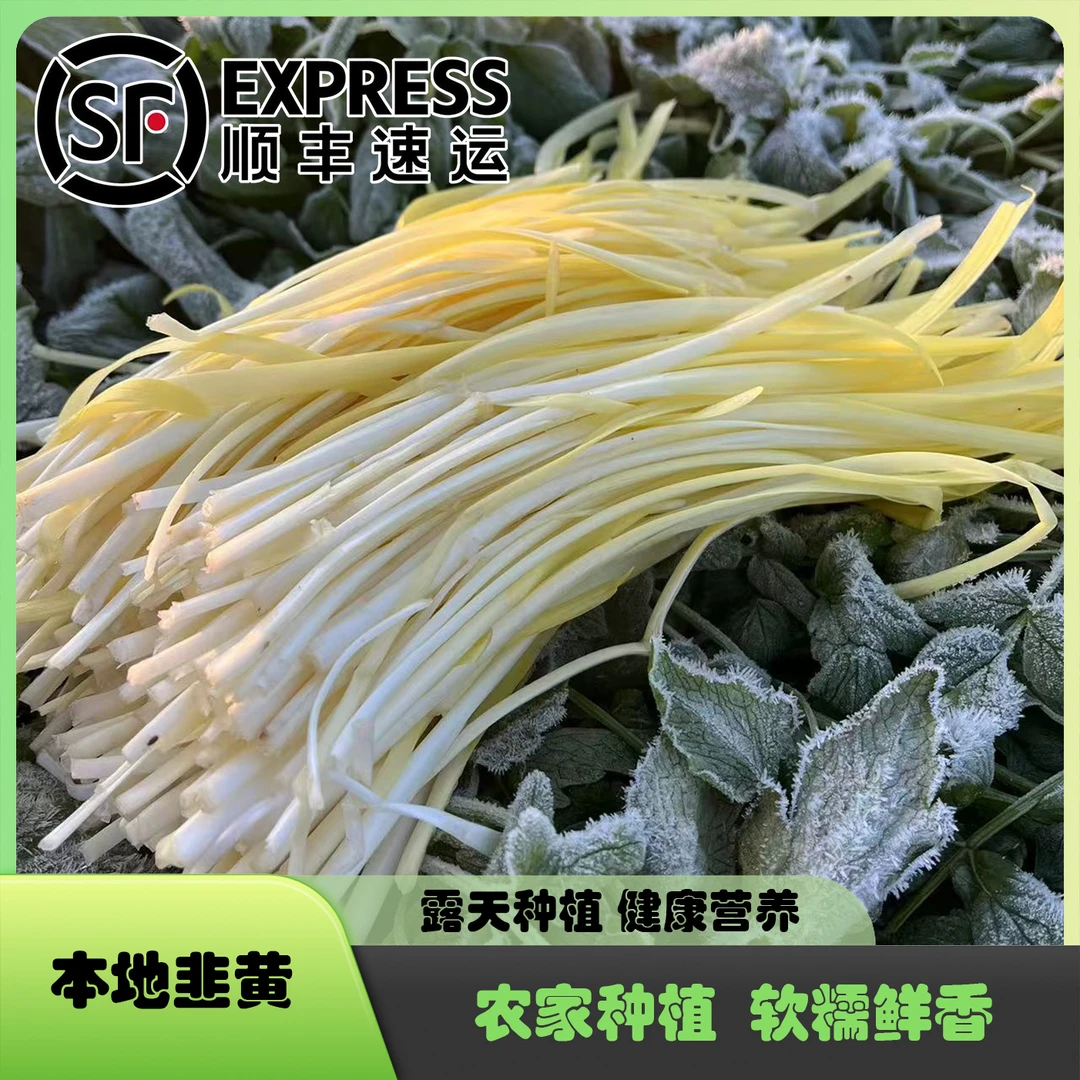 【易小菜精选】农家本地太湖韭黄 软糯鲜香 有机肥种植