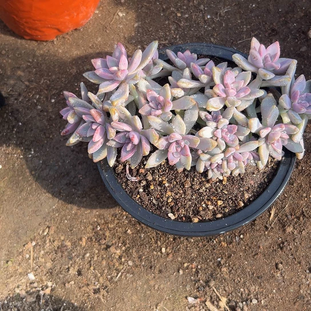 多肉植物淡雪缀化