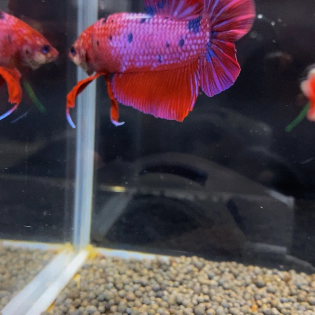 斗鱼245巨斗11111