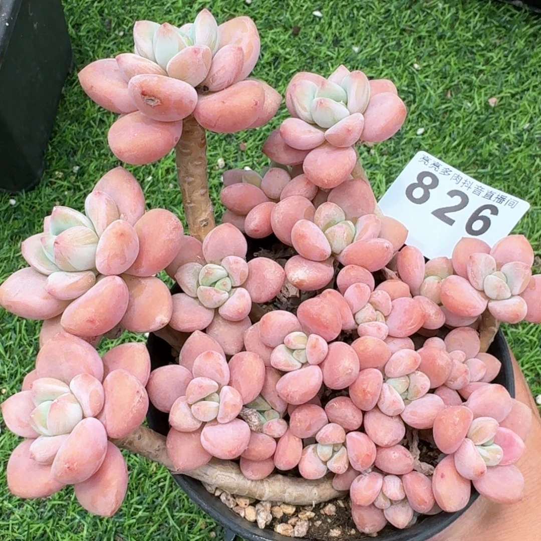 洛神群生         多肉植物