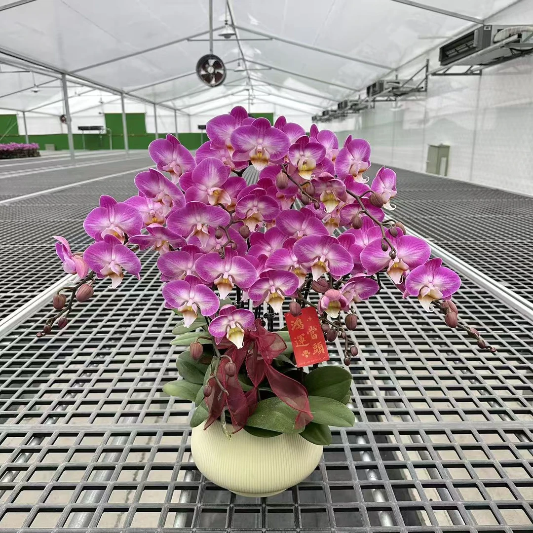【优雅】精品蝴蝶兰 紫色花型 室内精品观赏 真花